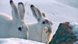Im Winter formieren sich Schneehasen zu anonymen Gruppen um gemeinsam die h&auml;rteste Jahreszeit zu &uuml;berstehen.