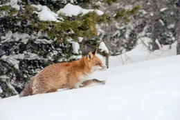 Im Winter ist der Fuchs von mehreren Gefahren bedroht. Nicht nur der Hunger macht ihn zu schaffen, er ist auch ideale und weit sichtbare Beute f&uuml;r den Beutegreifer aus der Luft: Dem Adler.