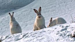 Schneehasen sind gewitzte Ern&auml;hrungsstrategen, erprobte Hungerk&uuml;nstler und faszinieren durch ihre H&ouml;chstleistungen. Weitere Fotos erhalten Sie auf Anfrage.