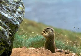 PHOENIX DIE VIER ALPEN, am Mittwoch (12.11.14) um 20:15 Uhr. Der Film erz&auml;hlt die Geschichte der vier Gebirgsz&uuml;ge in Japan, Australien, Europa und der S&uuml;dinsel Neuseelands und ihrer Tierwelt, die unterschiedlicher nicht sein k&ouml;nnte. - Murmeltier (Nationalpark Hohe Tauern)