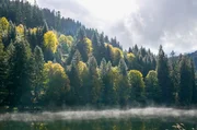 Der Wald der Haute-Savoie in den französischen Alpen bot jahrhundertelang Schutz für Schmugglerbanden im Grenzgebiet zur Schweiz. Der Wald der Haute-Savoie in den französischen Alpen bot jahrhundertelang Schutz für Schmugglerbanden im Grenzgebiet zur Schweiz.