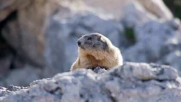 Das zweite Symboltier der Dolomitensagen &ndash; das Murmeltier &ndash; liebt die luftigen H&ouml;hen der Berge. Wer keine Schwei&szlig;dr&uuml;sen hat muss im Hochsommer andere Wege finden sich zu k&uuml;hlen.