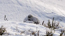 Ein Tier wie gemacht f&uuml;r den Winter. Als Relikt aus der Eiszeit sind die Dolomiten die ideale Heimat f&uuml;r das kleine wei&szlig;e Raufu&szlig;huhn.