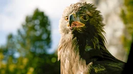 Der Steinadler ist nicht nur Symboltiere der Sagenwelt der Dolomiten, sondern auch K&ouml;nig der L&uuml;fte zwischen den schroffen Bergspitzen.