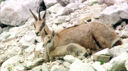 G&auml;mse mit Jungtier: Training und Ausruhen &ndash; darin liegt das Erfolgsgeheimnis der Antilope der Alpen. Im Sommer wird beides ausgiebig betrieben.