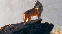 D&auml;mmerungsaktiv scheuen die Wildtiere den Kontakt zu Menschen.  So bleiben viele Durchwanderer weitgehend unbemerkt von der Bev&ouml;lkerung.