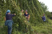 Edeltraud Jungwirth (Mi.) und Janina Wegscheider (li.) wollten schon immer mal mit Hopfen kochen. Mit der Erlaubnis vom Hopfenbauern pfl&uuml;cken sie nun die reifen Dolden.