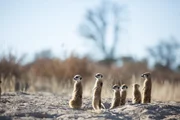 Portrait of a group of meerkats (Suricata suricatta) sunbathing in the cool of the morning. A meerkat group is usually made up of approximately ten individuals, but groups of as many as 30 members are not unusual.