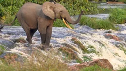 Ein Waldelefantenbulle wagt sich an den Kongou-Wasserf&auml;llen im Ivindo-Nationalpark &uuml;ber steiles Gel&auml;nde &ndash; auf der Suche nach einer begehrten Nahrungsquelle.