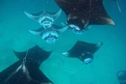 Mantarochen