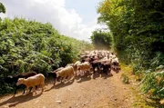 Landes-de-Bretagne-Schafe: Die lange Zeit verschwunden geglaubte Rasse tauchte irgendwann wieder auf und steht f&uuml;r die traditionelle Landwirtschaft der Region.