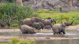 Eine Waldelefantenfamilie mit Jungtieren an einer Wasserstelle in der Mumba Bai.
