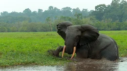Ein Waldelefant nimmt ein Schlammbad in einem Fluss des Regenwaldes. Die Schlammschicht sch&uuml;tzt die empfindliche Haut der Tiere vor Sonne, Insekten und Parasiten.