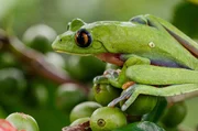 Ein Baumfrosch in Nahaufnahme, mitten in einem Kaffeestrauch Ein Baumfrosch in Nahaufnahme, mitten in einem Kaffeestrauch
