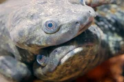 Zwei spanische Molche kuscheln sich auf einem Unterwasser-Felsvorsprung aneinander.