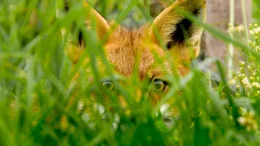 Der Rotfuchs ist ein omnipr&auml;senter Gast in den Dolomiten. Man findet ihn zwischen den Weinreben genauso h&auml;ufig wie auf der Jagd im Dickicht der W&auml;lder.