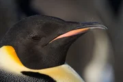 Ein erwachsener Kaiserpinguin begrüßt die Rückkehr des Lichts, nachdem er sein Ei während des dunklen antarktischen Winters ausgebrütet hat. Ein erwachsener Kaiserpinguin begrüßt die Rückkehr des Lichts, nachdem er sein Ei während des dunklen antarktischen Winters ausgebrütet hat.