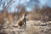 A meerkat pup (Suricata suricatta). (National Geographic/Holly Harrison)