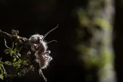Rio Claro Reserve, Colombia - A dead ant that have been taken over by a species of Cordyceps, Ophiocordyceps unilateral. Rio Claro Reserve, Colombia - A dead ant that have been taken over by a species of Cordyceps, Ophiocordyceps unilateral.