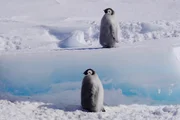 Hostile Planet spend over a month documenting the life of the Emperor Penguin colony at Cape Washington, Terra Nova Bay in Antarctica. Just like the penguins, they had to battle the freezing conditions and biting wind to bring back beautiful footage of parents as they journeyed to and from the ice to feed their chicks. Hostile Planet spend over a month documenting the life of the Emperor Penguin colony at Cape Washington, Terra Nova Bay in Antarctica. Just like the penguins, they had to battle the freezing conditions and biting wind to bring back beautiful footage of parents as they journeyed to and from the ice to feed their chicks.