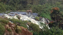 Ein Waldelefantenbulle wagt sich an den Kongou-Wasserf&auml;llen im Ivindo-Nationalpark &uuml;ber steiles Gel&auml;nde &ndash; auf der Suche nach einer begehrten Nahrungsquelle.