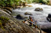 Ein Harlekinfrosch am Ufer eines Bachs in Mittelamerika: Die Tiere leben oft an klaren, schnell fließenden Bächen in Bergregionen. Ein Harlekinfrosch am Ufer eines Bachs in Mittelamerika: Die Tiere leben oft an klaren, schnell fließenden Bächen in Bergregionen.