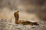 A Cape cobra (Naja nivea) sunbathes in the Kalahari Desert. Meerkats enthusiastically harass cobras which stray near their burrows. The cobras, which can be over 3.3 feet long, defend themselves by striking repeatedly - which the meerkats dodge while biting at the snake&sbquo;&Auml;&ocirc;s body. Part of the meerkats&sbquo;&Auml;&ocirc; bravado can be attributed to their impressive ability to withstand snakebites.