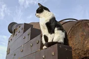 Eine Katze sitzt an einer patinierten alten Kanone und h&auml;lt Ausschau.