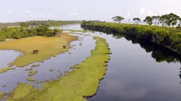 Waldelefanten an einer Lagune im Loango-Nationalpark in Gabun.