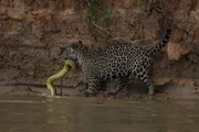 Brazil - Jaguar predating an Anaconda on the river banks in the Pantanal, Brazil. Brazil - Jaguar predating an Anaconda on the river banks in the Pantanal, Brazil.