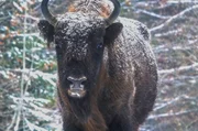 Ein mit Schnee bedeckter Europäischer Bison – die Tiere werden seit einigen Jahren wieder in Rumänien angesiedelt – steht auf einer mit Raureif überzogenen Lichtung. Ein mit Schnee bedeckter Europäischer Bison – die Tiere werden seit einigen Jahren wieder in Rumänien angesiedelt – steht auf einer mit Raureif überzogenen Lichtung.