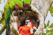 Bechsteinaras streiten sich mit Scharlacharas um ein Nest in einem Mandelbaum. Bechsteinaras streiten sich mit Scharlacharas um ein Nest in einem Mandelbaum.