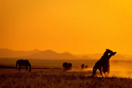 Universum: "Afrikas Wilder Westen - Namibias W&uuml;stenpferde", Die Namib, eine der einsamsten W&uuml;sten Afrikas: In diesem Trockengebiet an der Westk&uuml;ste Namibias k&ouml;nnen nur Spezialisten &uuml;berleben: Oryx-Antilopen, T&uuml;pfelhy&auml;nen oder Schakale. Doch die Namib ist auch Heimat f&uuml;r eine Tierart, die aus Europa kommt und sich hier erst seit 100 Jahren behauptet: die Namibs! Afrikas einzige Wildpferde sind Relikte des Diamantenbooms der deutschen Kolonialzeit - ebenso zur&uuml;ckgelassen wie die Geisterst&auml;dte der Minen, die vom Sand zur&uuml;ckerobert wurden und eine Wildwest-Atmosph&auml;re schaffen. Rund 200 Pferde des einstigen Bestandes leben noch, behaupten sich gegen D&uuml;rre, Hitze, die st&auml;ndigen Sandst&uuml;rme, st&auml;ndig bedroht von Skorpionen, Schlangen und Hy&auml;nen. Nur ein altes Bohrloch, mit dessen Wasser einst das Zentrum der Region, L&uuml;deritz und die deutsche Eisenbahnlinie versorgt wurden, hilft ihnen zu &Uuml;berleben. Solange die Pferde im weiteren Umkreis des Brunnens bleiben, ist gesichert, dass sie nicht verdursten. Oft aber sind die erreichbaren Weidegr&uuml;nde bereits abgegrast - &uuml;ber lange Perioden im Jahr herrscht Mangel an Nahrung. So h&auml;ngt das &Uuml;berlebend er Pferde jedes Jahr aufs Neue an einem seidenen Faden - ist abh&auml;ngig, ob die ohnehin seltenen Regenf&auml;lle kommen oder nicht.  Ein Film von Franz Leopold SchmelzerIm Bild: W&uuml;stenpferde.  SENDUNG: ORF2 - DI - 14.10.2014 - 20:15 UHR. - Veroeffentlichung fuer Pressezwecke honorarfrei ausschliesslich im Zusammenhang mit oben genannter Sendung oder Veranstaltung des ORF bei Urhebernennung.  Foto: ORF/Interspot.  Anderweitige Verwendung honorarpflichtig und nur nach schriftlicher Genehmigung der ORF-Fotoredaktion.  Copyright: ORF, Wuerzburggasse 30, A-1136 Wien, Tel. +43-(0)1-87878-13606