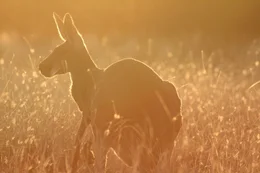 Wenn es in den Abendstunden im gl&uuml;hend hei&szlig;en Inneren Australiens k&uuml;hler wird, nutzen Rote Riesenk&auml;ngurus die Zeit zum Fressen.