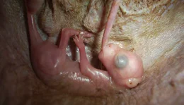 Baby im Beutel: Nicht gr&ouml;&szlig;er als ein Gummib&auml;rchen das Neugeborene der Roten Riesenk&auml;ngurus, wenn die Mutter es zur Welt bringt. Allein krabbelt es nach der Geburt in den Beutel der Mutter und saugt sich dort an einer Zitze fest.