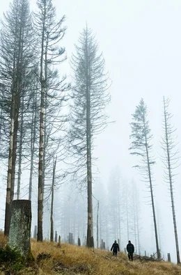 Die Reviere ver&auml;ndern sich, weil das Klima sich ver&auml;ndert. Fichten und Eschen verschwinden zunehmend.