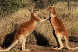 Red kangaroos