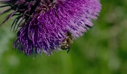 Eine Wildbiene beim Pollensammeln.