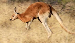 Rote Riesenk&auml;ngurus sind &auml;u&szlig;erst schnelle H&uuml;pfer &ndash; kurzzeitig schaffen sie Geschwindigkeiten von 50 bis 65 km/h, aber auch &uuml;ber l&auml;ngere Zeit k&ouml;nnen sie mit 40 km/h durchs Outback springen.