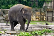 Elefanten-Junge Bogor im Tierpark Berlin. Elefanten-Junge Bogor im Tierpark Berlin.