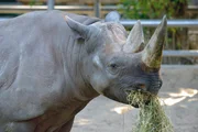 Das Spitzmaulnashorn Maburi im Zoo Berlin.