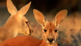 Riesenk&auml;ngurus bewohnen die W&uuml;sten und Halbw&uuml;sten Australiens - sie sind die gr&ouml;&szlig;ten noch lebenden Beuteltiere.