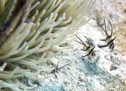 Man muss nicht tief tauchen, um einen der schönsten Fische des tropischen Meeres zu finden: den Banggai-Kardinalbarsch. In zwei bis zehn Metern Tiefe lebt er zwischen Korallen und Seeigeln in seiner Heimat, dem Banggai-Archipel vor der indonesischen Insel Sulawesi. Man muss nicht tief tauchen, um einen der schönsten Fische des tropischen Meeres zu finden: den Banggai-Kardinalbarsch. In zwei bis zehn Metern Tiefe lebt er zwischen Korallen und Seeigeln in seiner Heimat, dem Banggai-Archipel vor der indonesischen Insel Sulawesi.