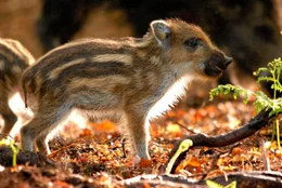 Ganz fr&uuml;h im Jahr bekommen Wildschweine ihre Jungen, diese genie&szlig;en die Sonnenstrahlen im Fr&uuml;hlingswald.