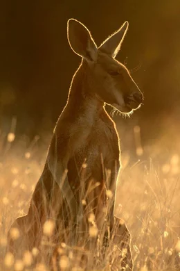 Um der gl&uuml;henden Hitze im Zentrum Australiens zu entgehen, ruhen Rote Riesenk&auml;ngurus tags&uuml;ber oft im Schatten und beginnen abends zu fressen, wenn es etwas k&uuml;hler wird...