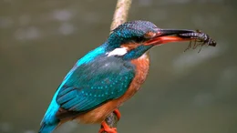 NDR Fernsehen EXPEDITIONEN INS TIERREICH, "Die Oker - Wildnis zwischen Harz und Braunschweig", am Mittwoch (27.10.21) um 20:15 Uhr. Auen mit ihren vielf&auml;ltigen Gew&auml;ssern sind ideale Lebensr&auml;ume f&uuml;r Eisv&ouml;gel. Hier k&ouml;nnen sie ins Wasser tauchen und nach Beute wie Libellenlarven jagen. &copy; NDR/NDR Naturfilm/doclights/Beate Schneider, honorarfrei - Verwendung gem&auml;&szlig; der AGB im engen inhaltlichen, redaktionellen Zusammenhang mit genannter NDR-Sendung bei Nennung "Bild: NDR/NDR Naturfilm/doclights/Beat Schneider" (S2). NDR Presse und Information/Fotoredaktion, Tel: 040/4156-2306 oder -2305, pressefoto@ndr.de