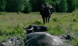 Wasserb&uuml;ffel in artgerechter Tierhaltung.