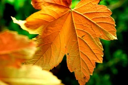 Im Herbst unterbinden die laubabwerfenden Gew&auml;chse die N&auml;hrstoffversorgung der Bl&auml;tter. Dadurch wird die Photosynthese gestoppt. Der gr&uuml;ne Farbstoff Chlorophyll verschwindet &ndash; und andere, leuchtende Farben werden dadurch sichtbar.