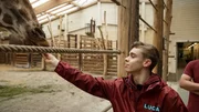 Luca füttert Giraffe im Innengehege der Giraffen im Zoo Leipzig. Luca füttert Giraffe im Innengehege der Giraffen im Zoo Leipzig.