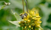 Schenkelbiene. Schenkelbiene.
